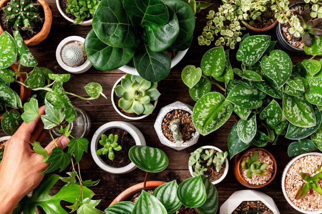 Fresh potted plants at Casa Fiesta